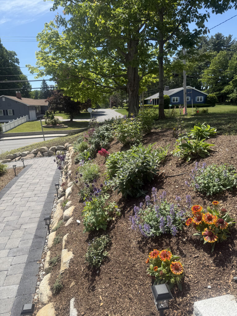 About 15 yards of rich garden soil were brought in to prepare the new beds. On the slope, we planted approximately 50 spreading junipers and 50 perennials, giving the hillside a mix of evergreen structure, texture and seasonal color.