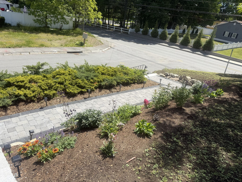 About 15 yards of rich garden soil were brought in to prepare the new beds. On the slope, we planted approximately 50 spreading junipers and 50 perennials, giving the hillside a mix of evergreen structure, texture and seasonal color.