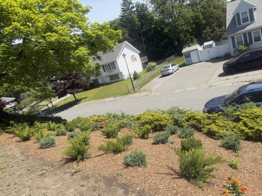About 15 yards of rich garden soil were brought in to prepare the new beds. On the slope, we planted approximately 50 spreading junipers and 50 perennials, giving the hillside a mix of evergreen structure, texture and seasonal color.