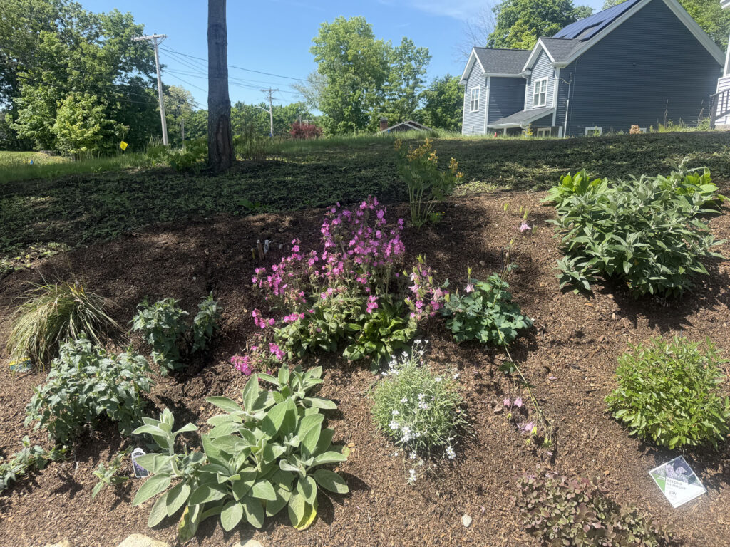 About 15 yards of rich garden soil were brought in to prepare the new beds. On the slope, we planted approximately 50 spreading junipers and 50 perennials, giving the hillside a mix of evergreen structure, texture and seasonal color.