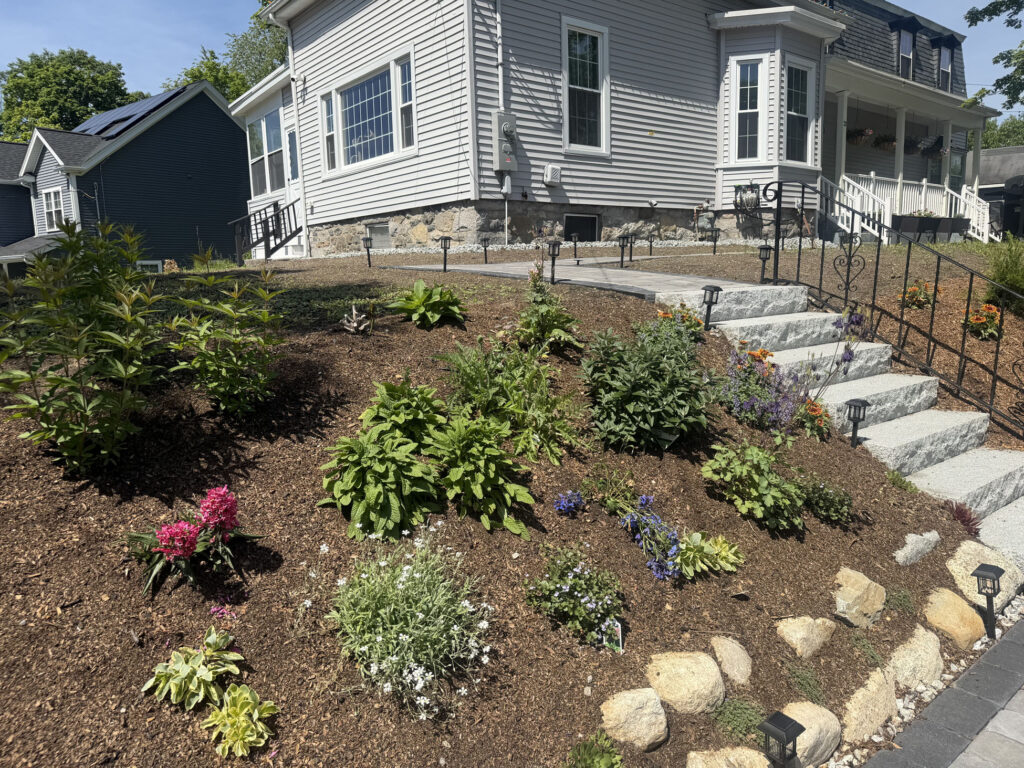 About 15 yards of rich garden soil were brought in to prepare the new beds. On the slope, we planted approximately 50 spreading junipers and 50 perennials, giving the hillside a mix of evergreen structure, texture and seasonal color.