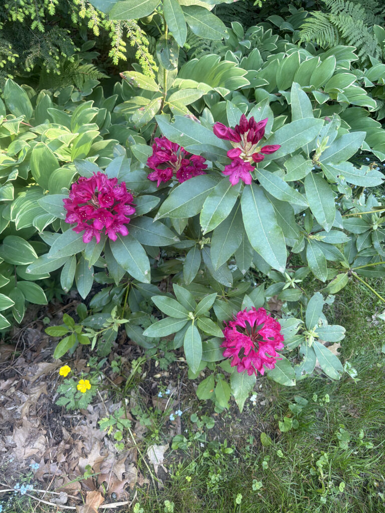 Early Summer in the Gardens of Greenleaf’s Garden Design
