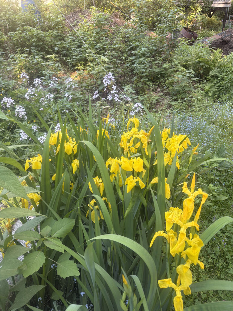Early Summer in the Gardens of Greenleaf’s Garden Design