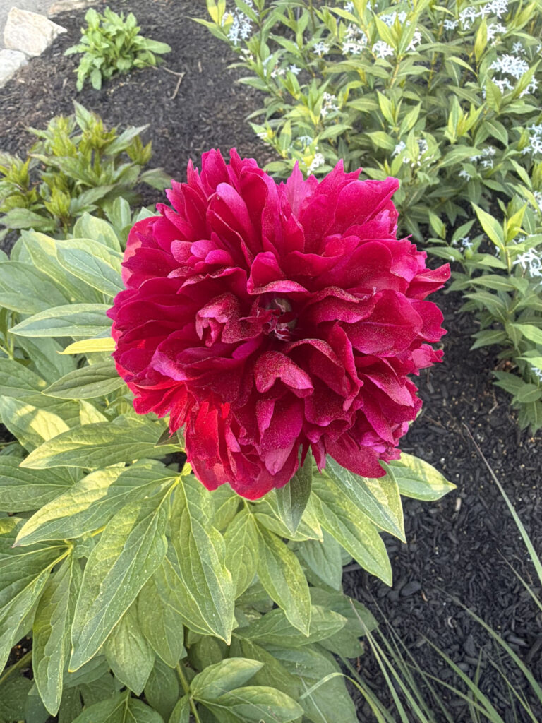 Early Summer in the Gardens of Greenleaf’s Garden Design