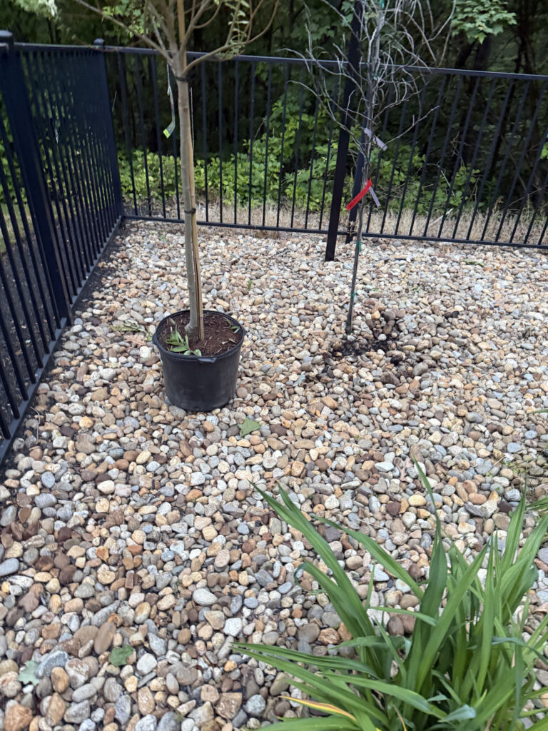 Garden Maintenance and Tree Installation in Windham, NH