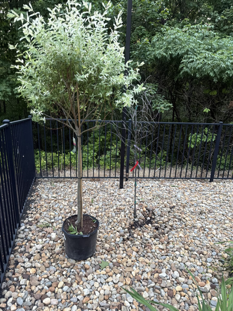 Garden Maintenance and Tree Installation in Windham, NH