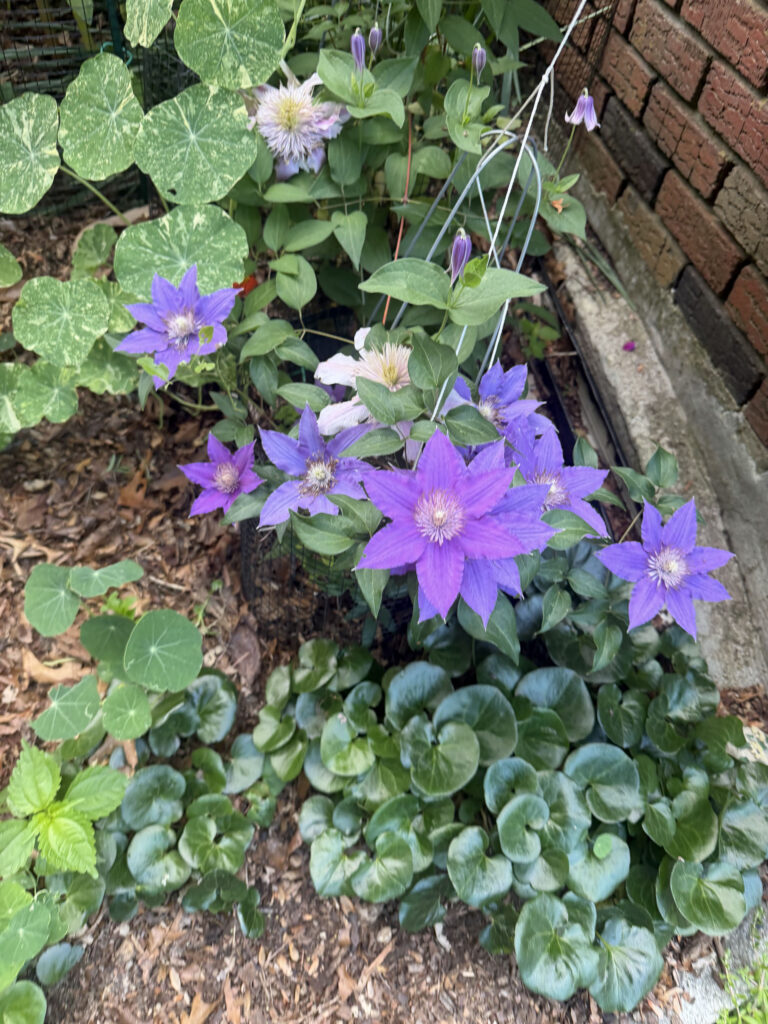 Early Summer in the Gardens of Greenleaf’s Garden Design