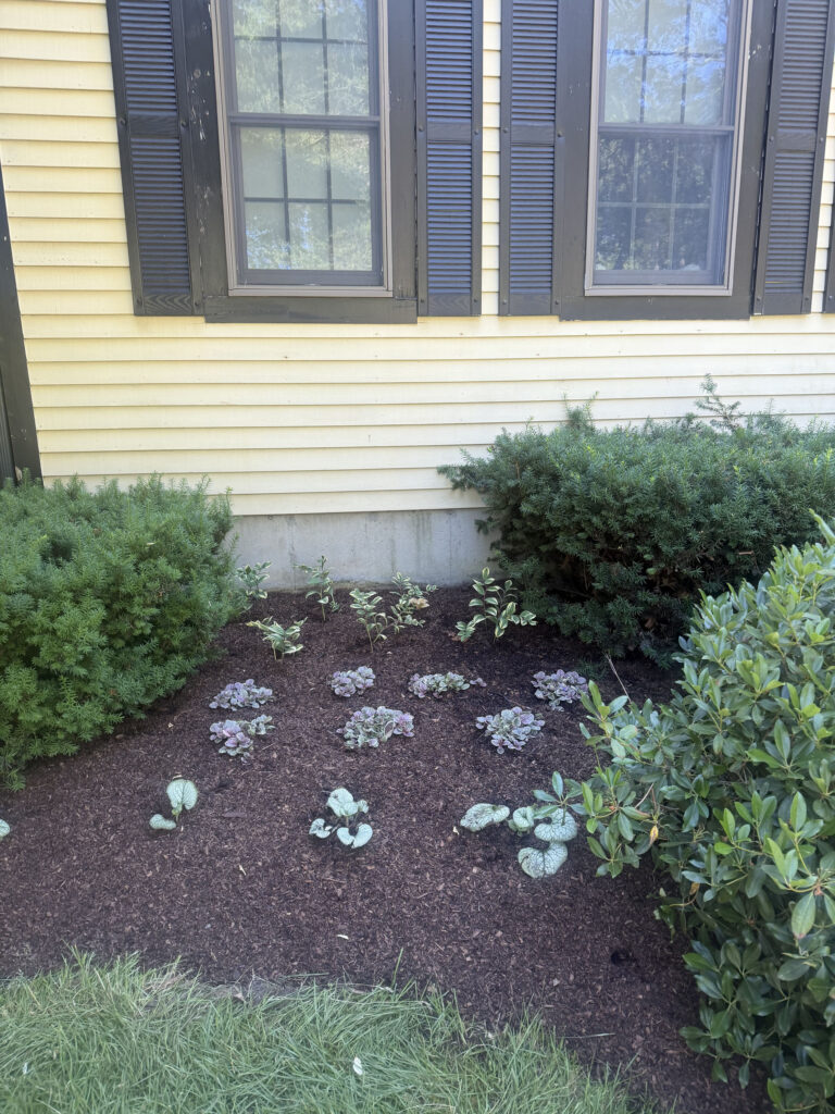 We revitalized seven existing garden beds, each with mostly shade or part-sun conditions. After walking the property with the homeowner, we decided to expand the original vision by incorporating even more shade-loving perennials to create a lush, layered display that will become even more beautiful each season.