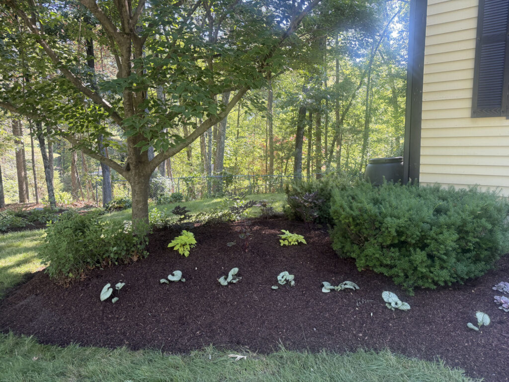 We revitalized seven existing garden beds, each with mostly shade or part-sun conditions. After walking the property with the homeowner, we decided to expand the original vision by incorporating even more shade-loving perennials to create a lush, layered display that will become even more beautiful each season.
