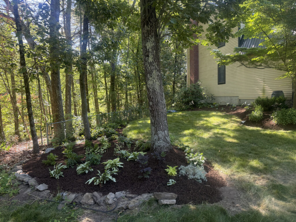 We revitalized seven existing garden beds, each with mostly shade or part-sun conditions. After walking the property with the homeowner, we decided to expand the original vision by incorporating even more shade-loving perennials to create a lush, layered display that will become even more beautiful each season.