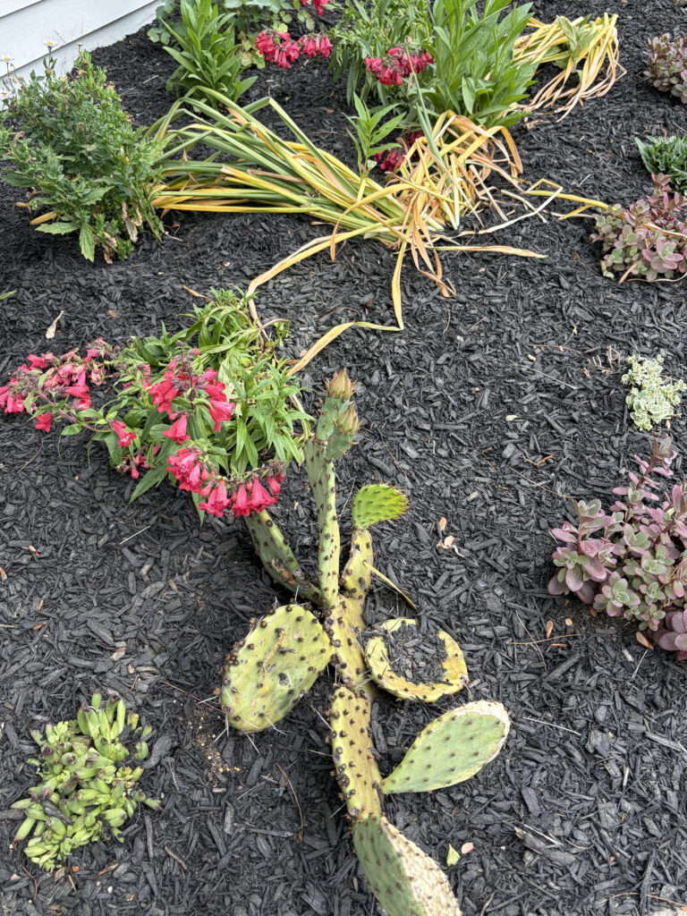 This Pelham, NH garden brought a unique challenge: hot afternoon sun from noon until five every day. Instead of fighting the conditions, we designed around them.