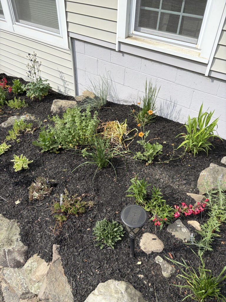 This Pelham, NH garden brought a unique challenge: hot afternoon sun from noon until five every day. Instead of fighting the conditions, we designed around them.
