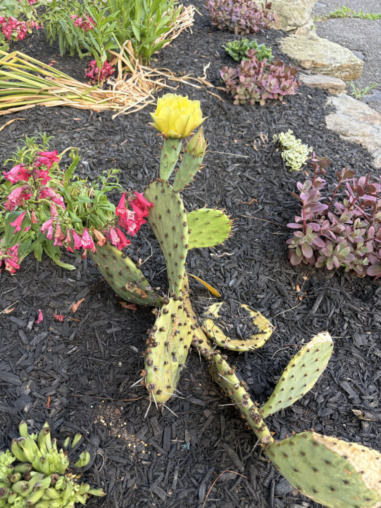 This Pelham, NH garden brought a unique challenge: hot afternoon sun from noon until five every day. Instead of fighting the conditions, we designed around them.