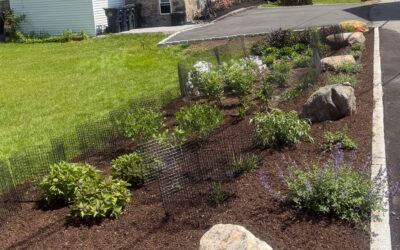 🌿Garden Maintenance & Installation in Andover, MA