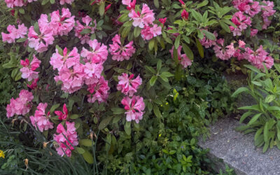 🌿Mid-May Garden Update in Tyngsboro, MA
