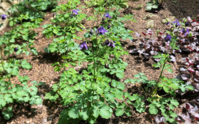 Shade Garden maintenance in Bedford, NH