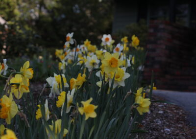 Spring Bulbs planted by Greenleaf's Garden Design 1