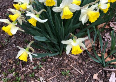 Spring Bulbs planted by Greenleaf's Garden Design 2