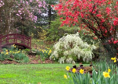 Spring Bulbs planted by Greenleaf's Garden Design 3