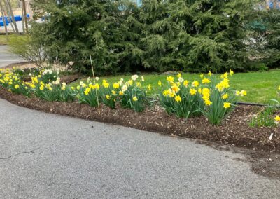 Spring Bulbs planted by Greenleaf's Garden Design 4