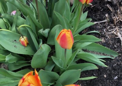 Spring Bulbs planted by Greenleaf's Garden Design 8