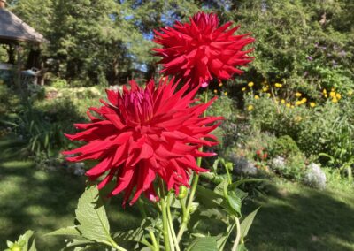 Summer Bulbs Greenleaf's Garden Design Red Dahlia #1