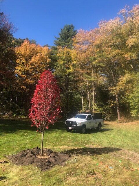 Tree Planting Merrimack, NH by Greenleaf's Garden Design