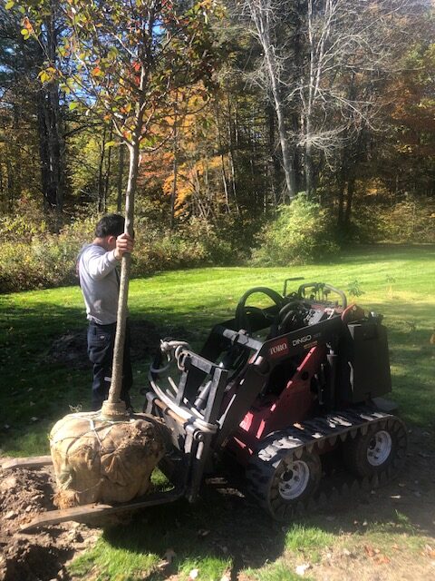 Tree Planting Service Merrimack, NH