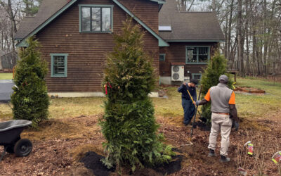 Shrub Installation in Concord, MA