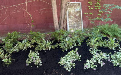 🌼Wildflower Garden Design & Installation in Chelmsford, MA