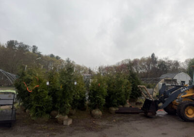 🌲 Shrub Planting in Nashua, NH