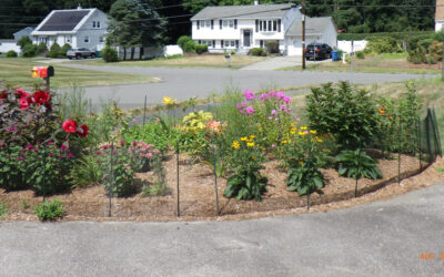 Bunny-Free Zone Transformation in Billerica, MA Progress Report
