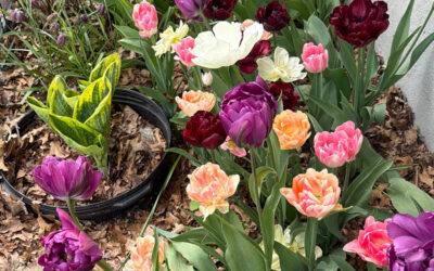 Spring Bulbs Bursting with Color