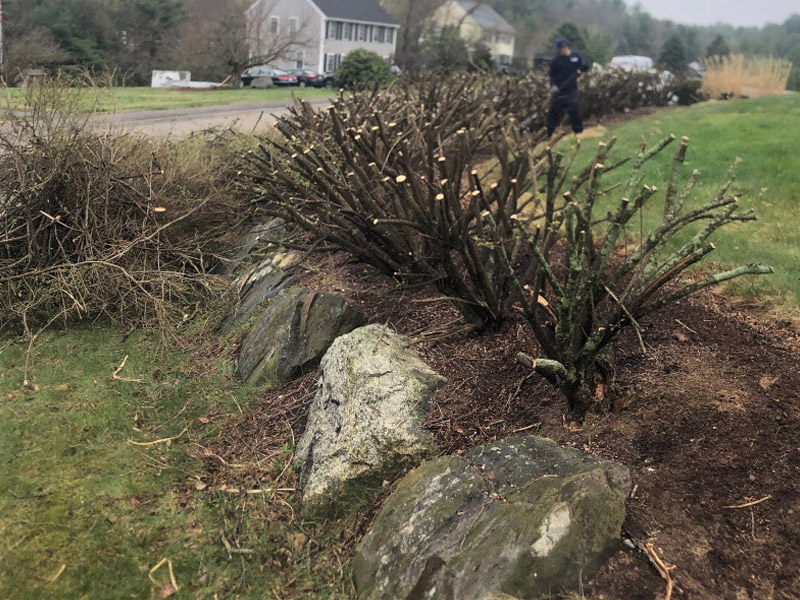 Tree and Shrub Pruning in Tyngsboro, MA