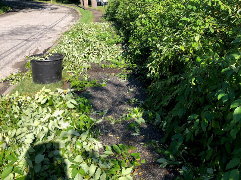 Garden Maintenance and Pruning in Bedford, MA.