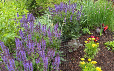 🌿Garden Maintenance & Installation in Westford, MA