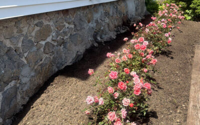 🌹Garden Maintenance & Rose Garden Installation in Andover, MA