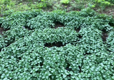 Garden Maintenance in Concord, MA.