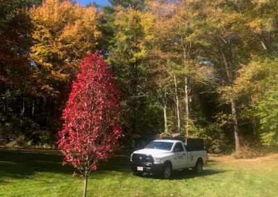 Tree Planting in Merrimack, NH.