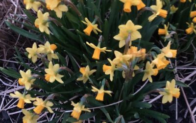 Spring Garden Maintenance in North Conway, NH