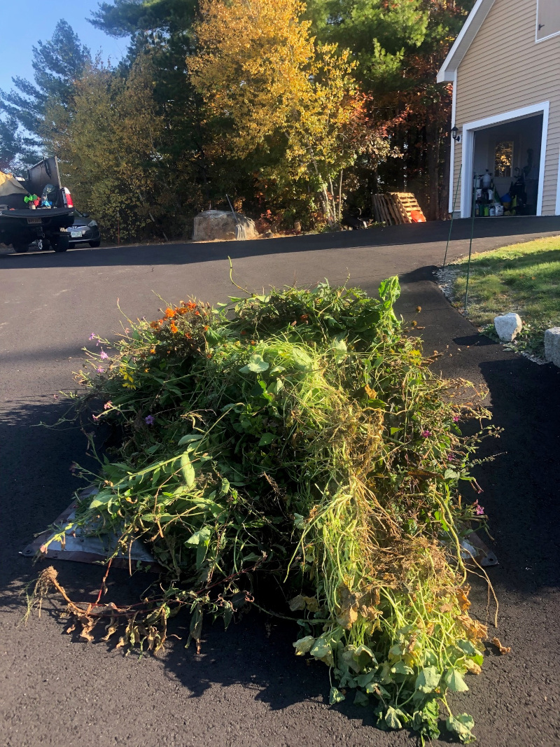 Greenleaf’s Garden Design returned to these gardens in North Conway NH for seasonal maintenance. In 4 and a half hours Rich cut back the dead perennials at the 3,000 square foot gardens.