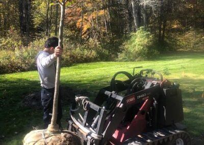 Tree Planting in Merrimack, NH.