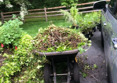 This Pepperell, MA client said, “Out with the Pachysandra”. The crew dug out an inner circle leaving a 2-foot-wide perimeter. The new 30 perennials planted 6” higher, now will be kept safe from the invading pachysandra with a 12-inch-high plastic barrier. Have questions about your garden redesign or need plant recommendations? Drop us a message or give us a call and let Greenleaf’s Garden Design get your garden blooming!