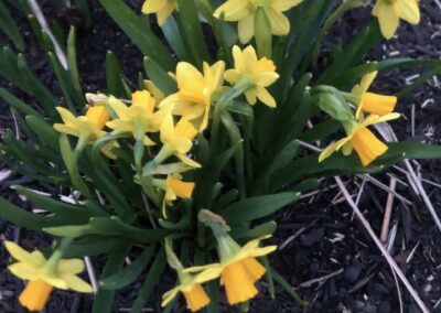Spring Garden Maintenance in North Conway, NH