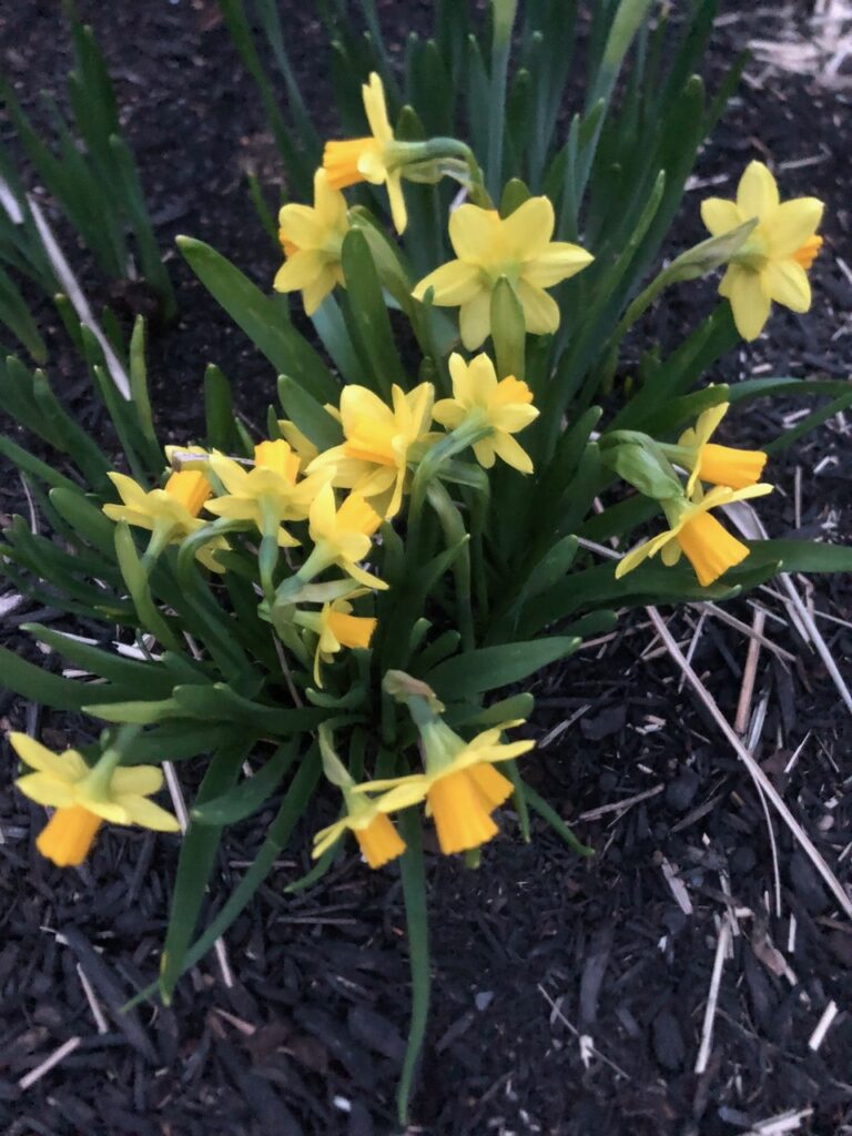 Spring Garden Maintenance in North Conway, NH