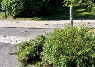 Garden Maintenance and Pruning in Bedford, MA.