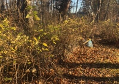 Garden Maintenance and Garden Installation in Merrimack, NH. Our Merrimack, NH client had us pull out honeysuckle bushes and bittersweet with the Dingo. We then planted 25 Staghorn and 25 Low Grow Sumac along a riverbank. Each hole had 3 shovels of compost.