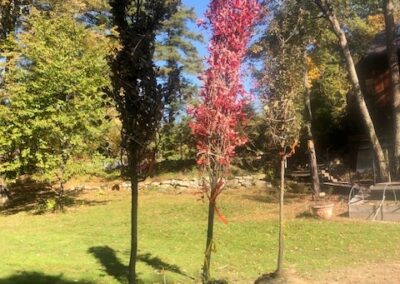 Tree Planting in Merrimack, NH.