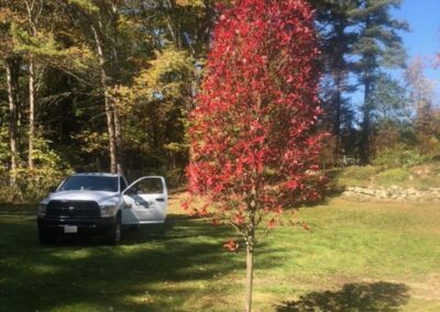 Tree Planting in Merrimack, NH.