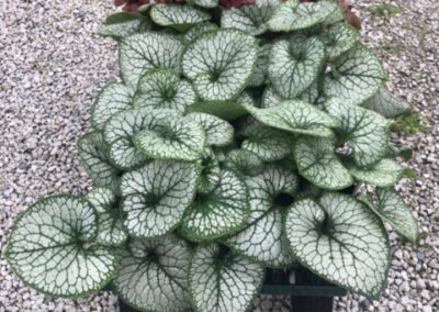 Garden Design and Maintenance in Amherst, NH.